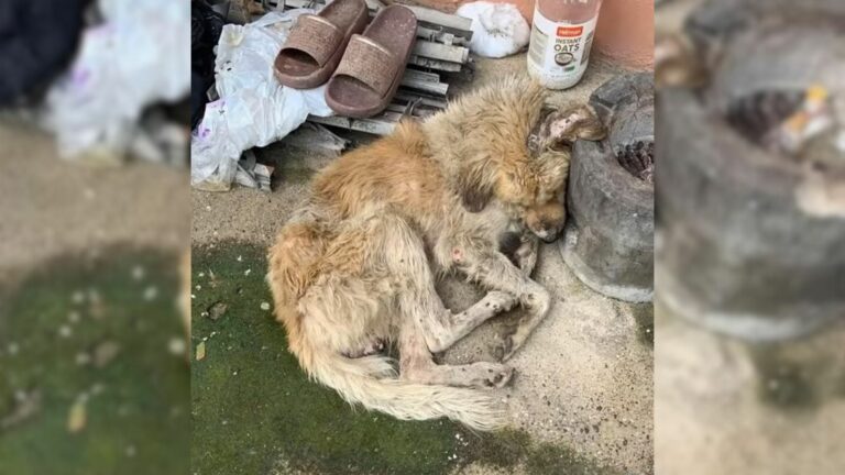 dog lying in dirt