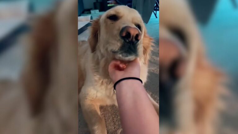 adopted golden retriever