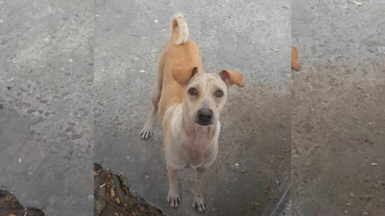 mama dog begging for food
