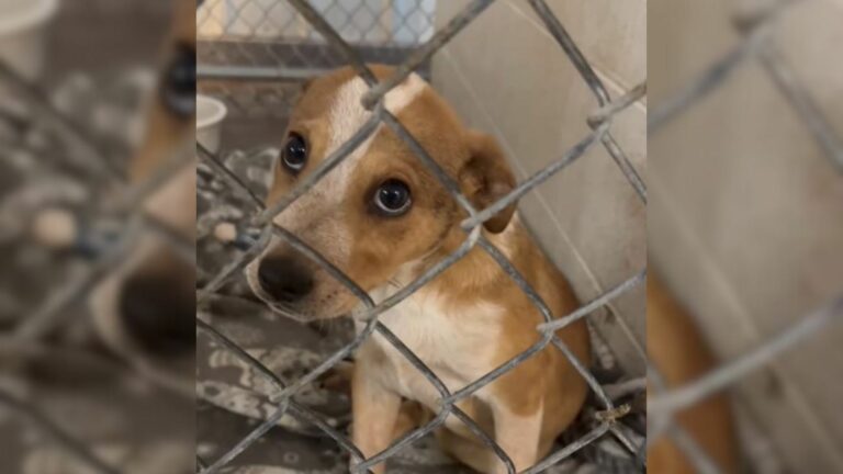 poor puppy in a shelter