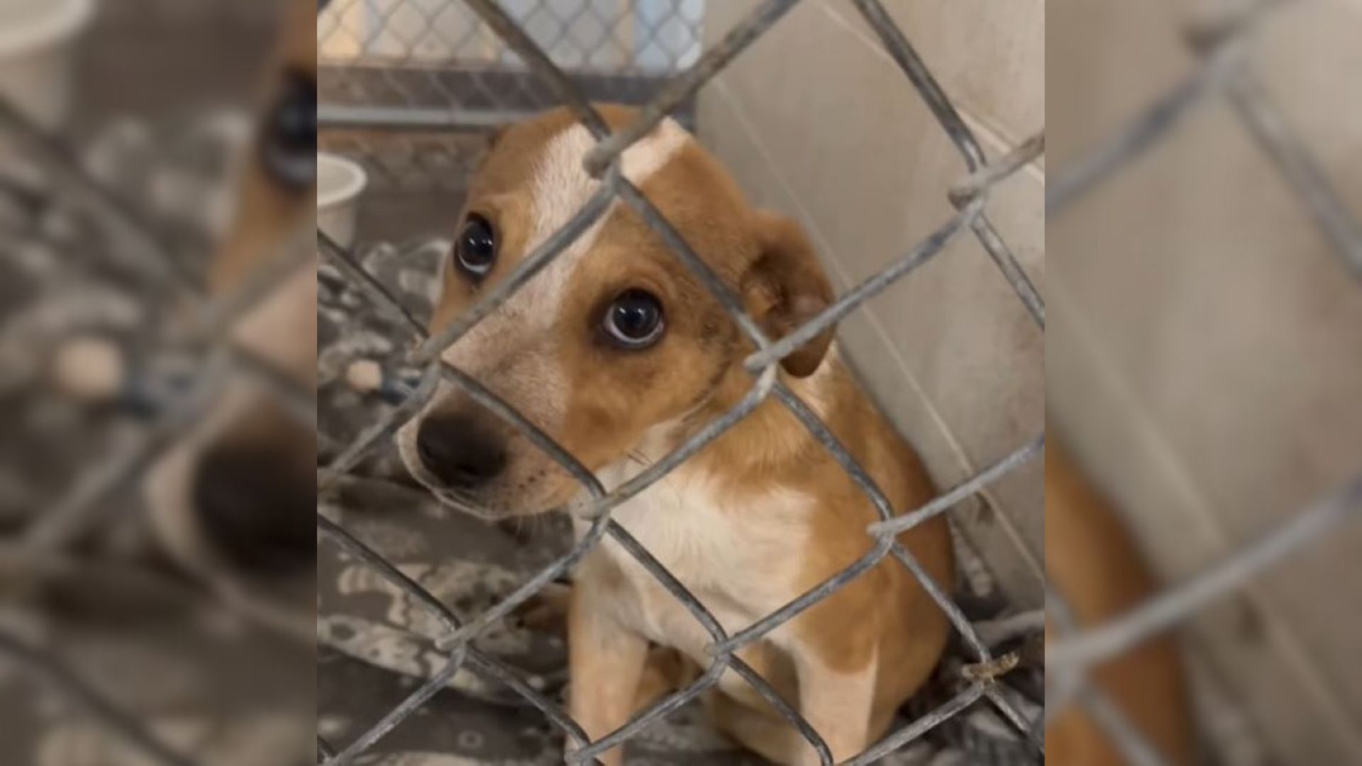 poor puppy in a shelter