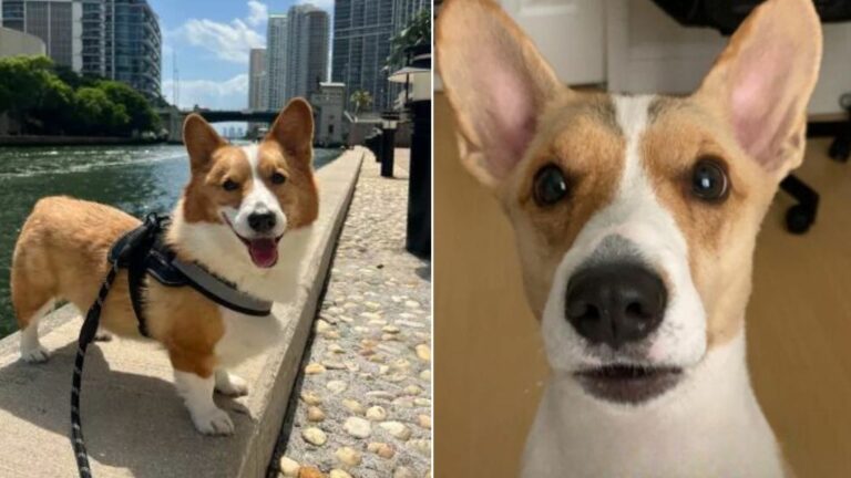 happy dog in town