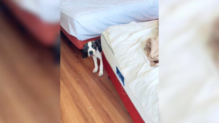 scared dog in hotel