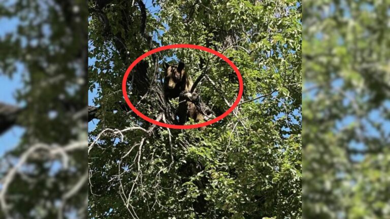 huge animal hiding in the tree