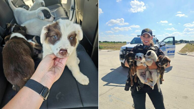 officers with 8 puppies