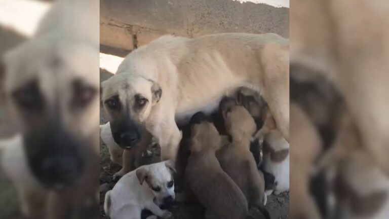 Mother dog and eight puppies