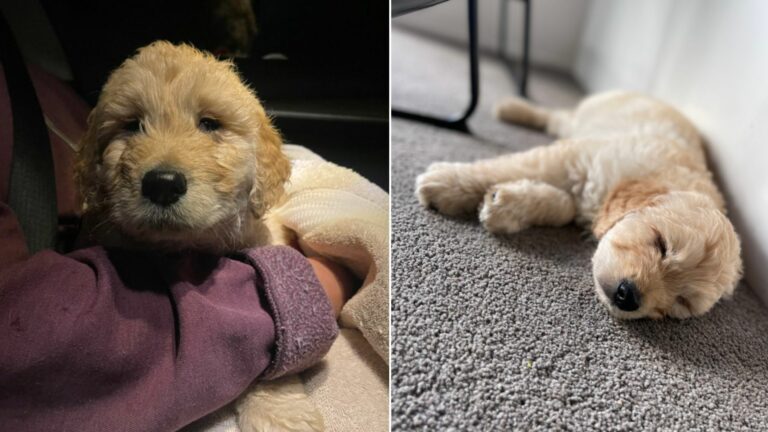 photo of a seven week old puppy