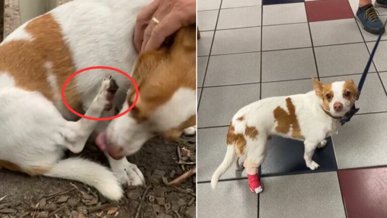 injured dog