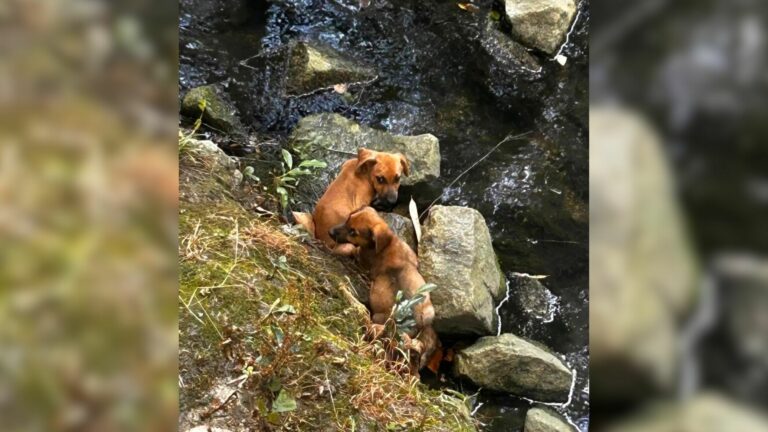 dog trapped by the water