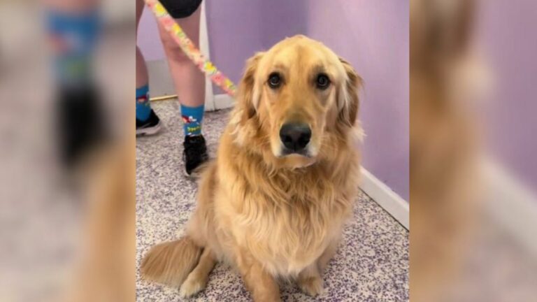 golden retriever left at shelter