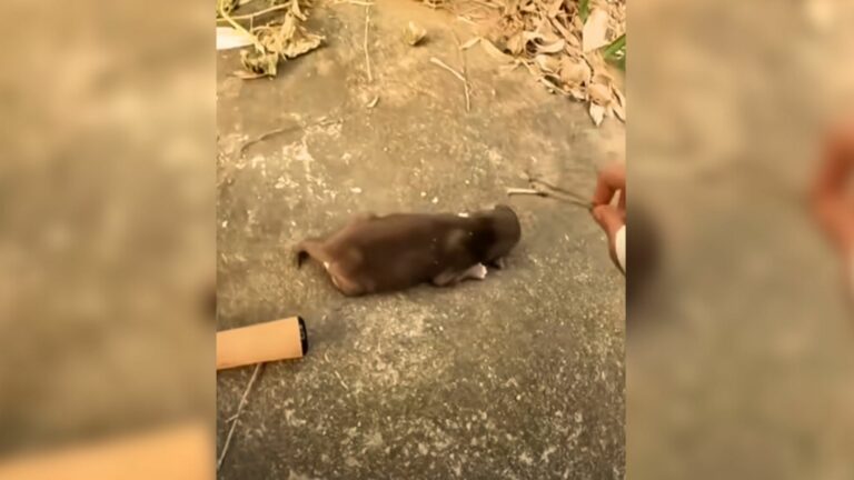 puppy lying on the floor motionless