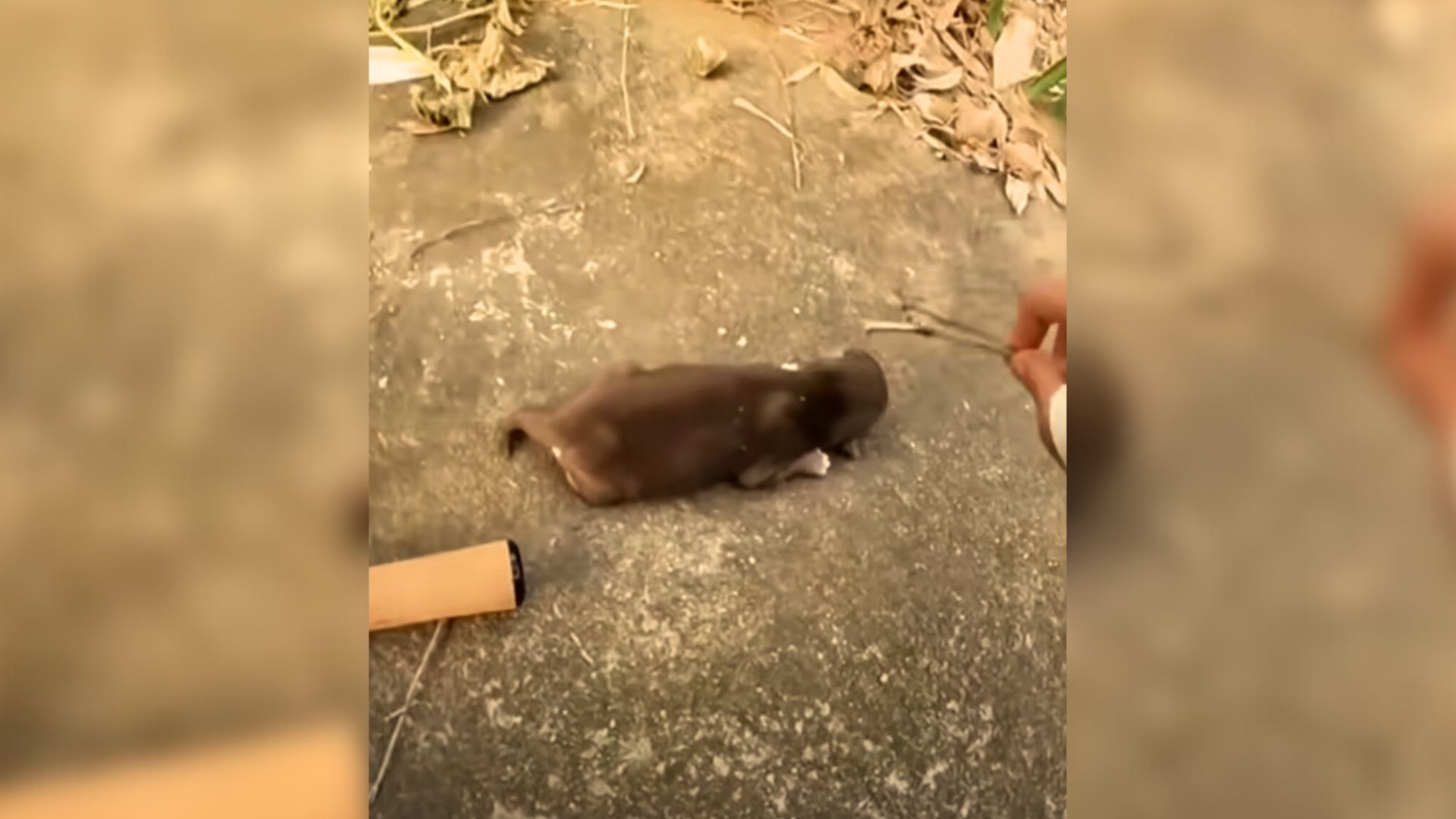 Man Saved A Pup Who Couldn’t Move And Came Up With A Plan On How To Help Him Regain Strength