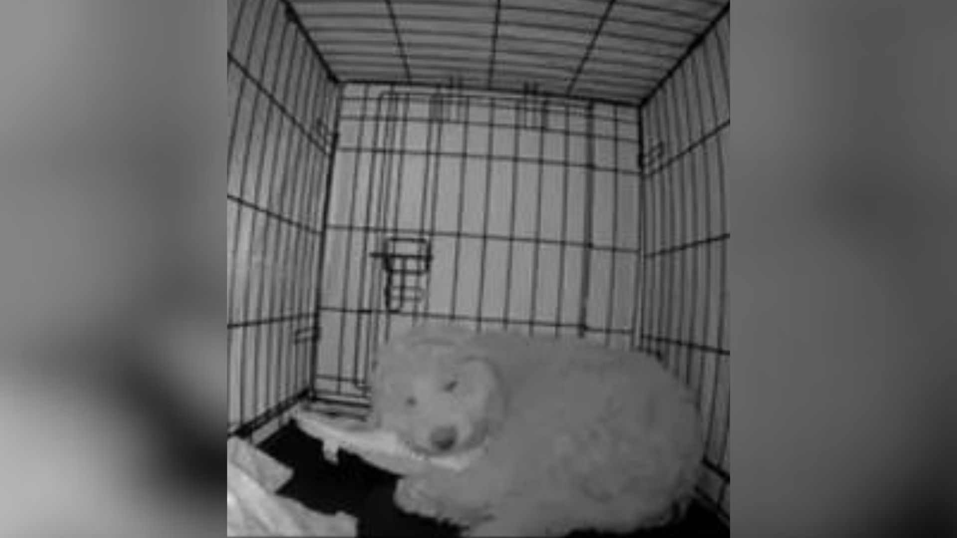 Hidden Camera Reveals Dog’s Nighttime Activities In His Crate During ‘Sleepless Night’