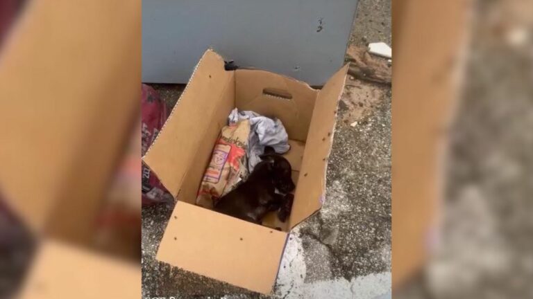 puppy abandoned at dumpster