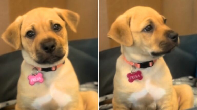 cute brown puppy