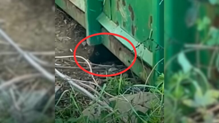 puppy under container