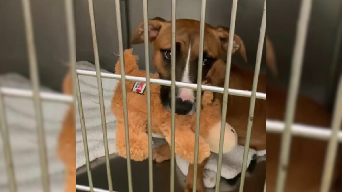 Illinois Shelter Shocked To See Their Dog Returned 30 Days Later For