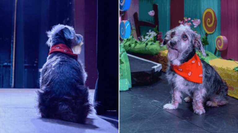 senior dog theatre superstar