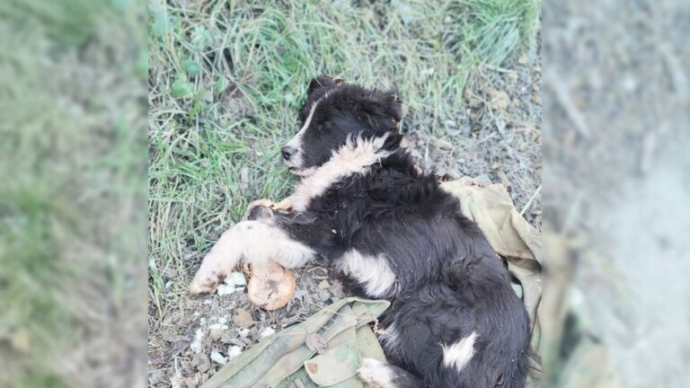 abandoned pup lying near the road