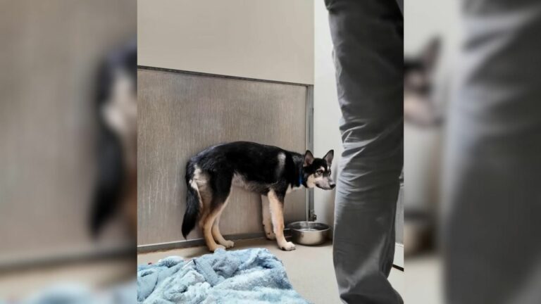 dog at the shelter