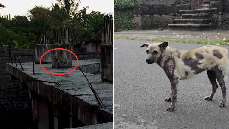 saving hyena looking dog