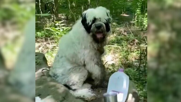 abandoned dog in the woods