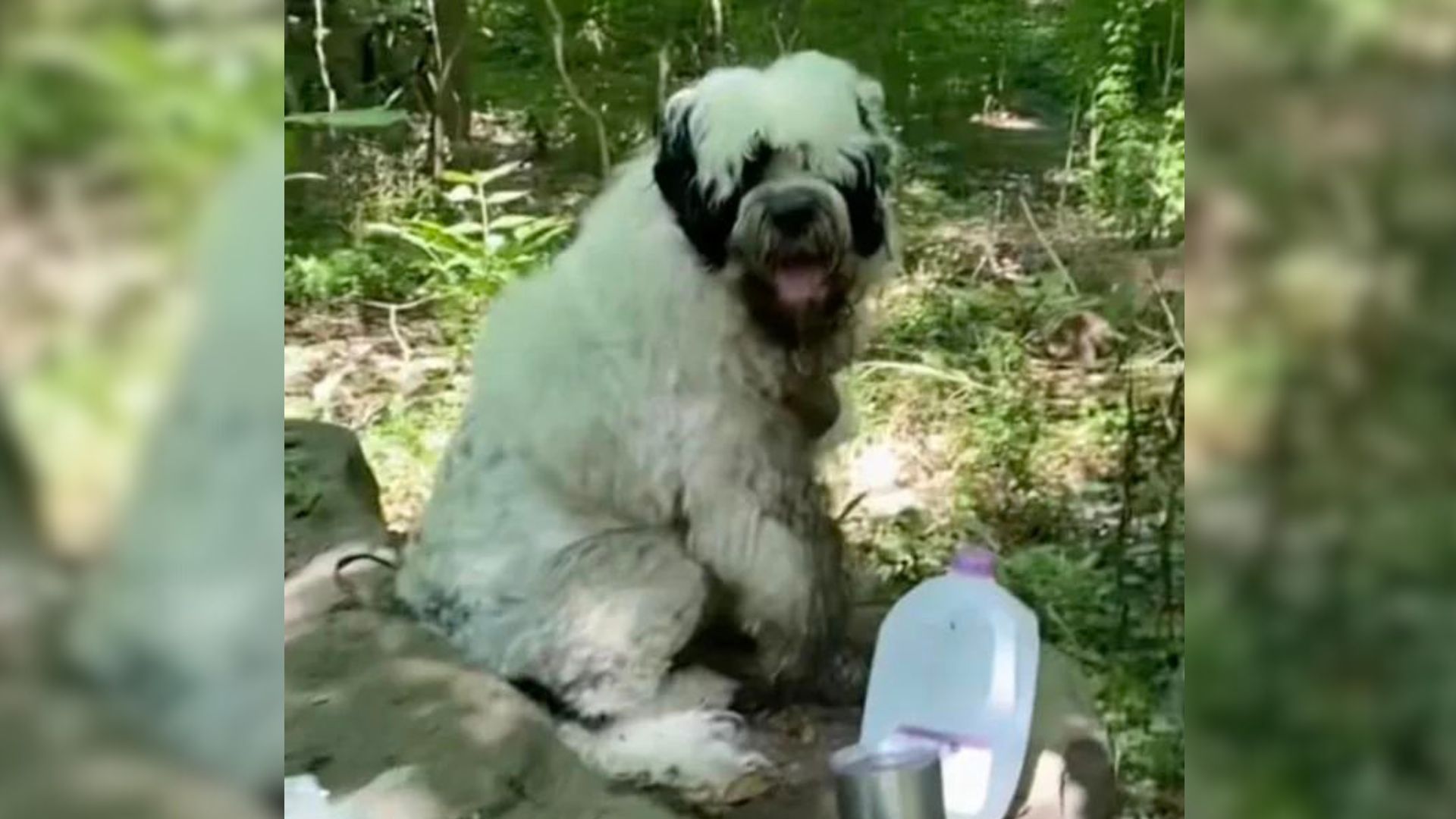 Heartbreak As Rescuers Find Abandoned Dog Living On His Own In The Woods