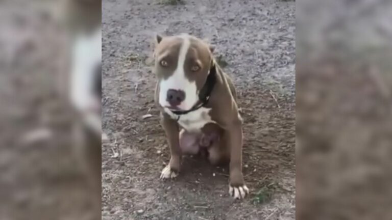 Very sad pitbull