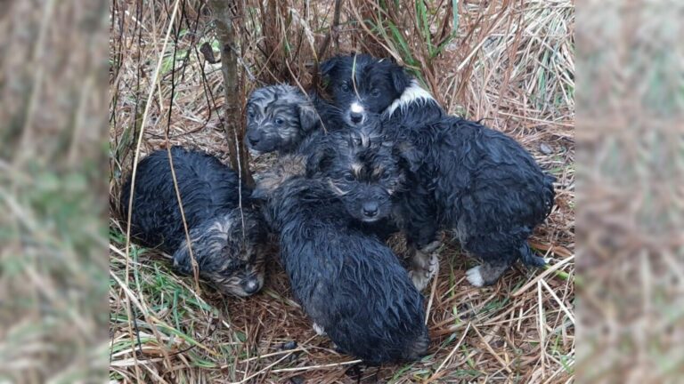 Rescuers Received A Call About A Litter Of Puppies