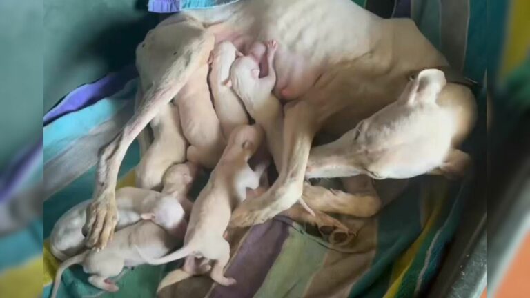 white dog and puppies