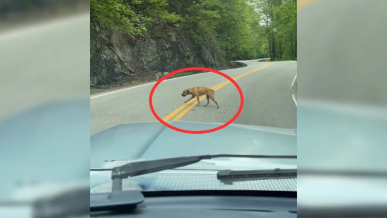 Rescuers Shocked By The Heartbreaking Past Of This Dog