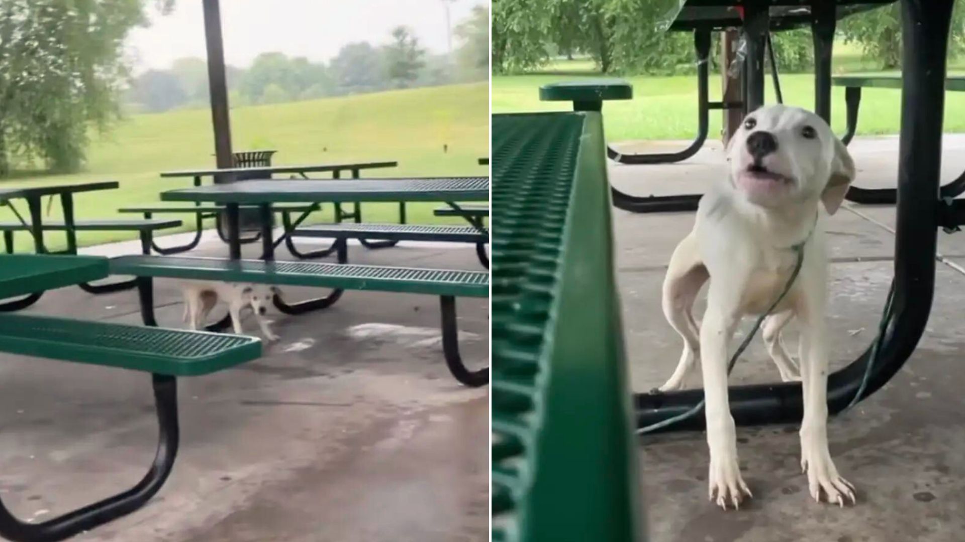 Rescuers Found An Abandoned Pup Tied To A Picnic Table And Quickly Rushed To His Aid