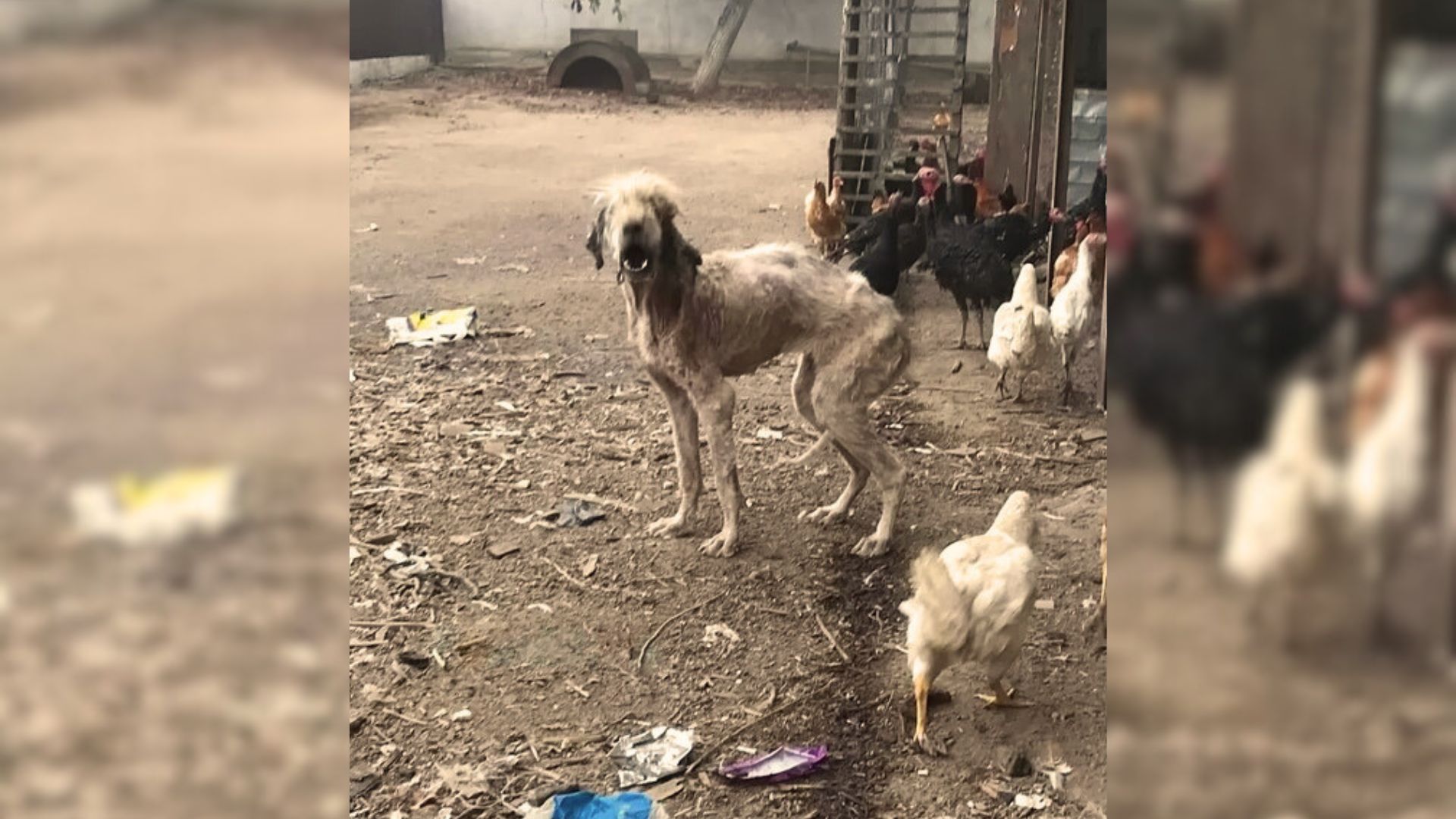 neglected dog