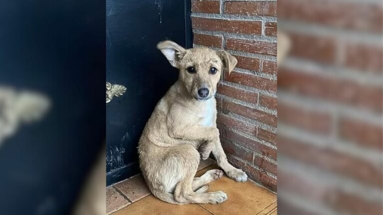 sad abandoned dog