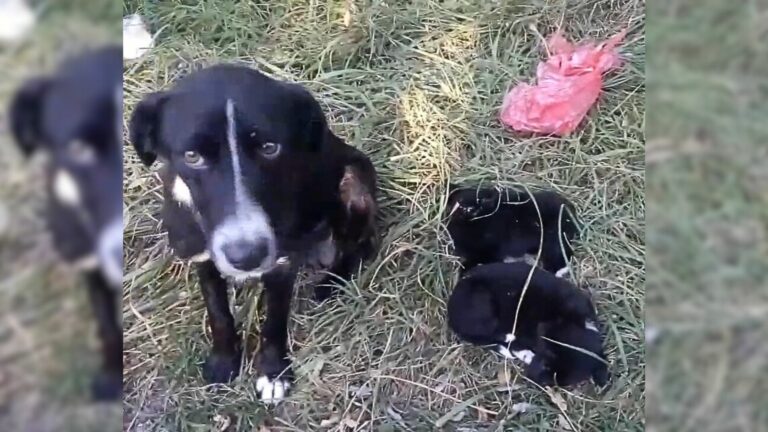 Sad Mama Dog Looked At The Rescuer With Tearful Eyes