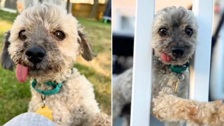 toothless poodle