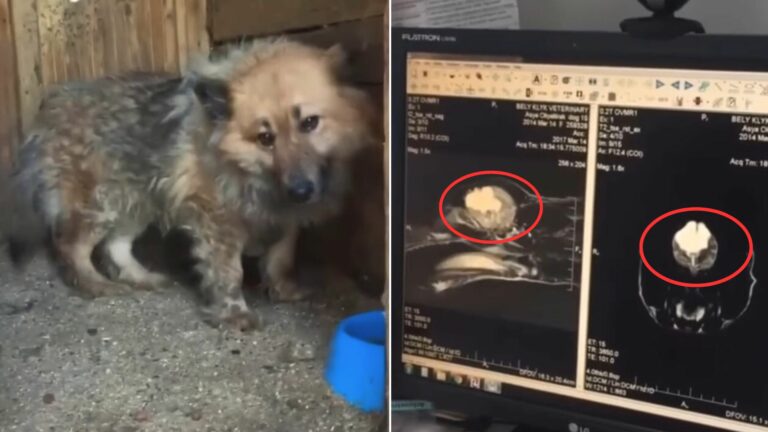 abused dog getting better