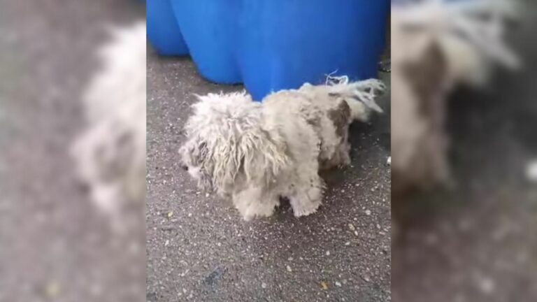 severely matted dog