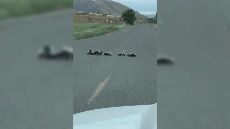 family on the road