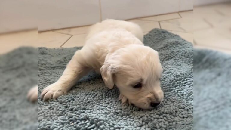 Sweet Little Puppy Rejected By Her Mom Because She Was Born With Deformity
