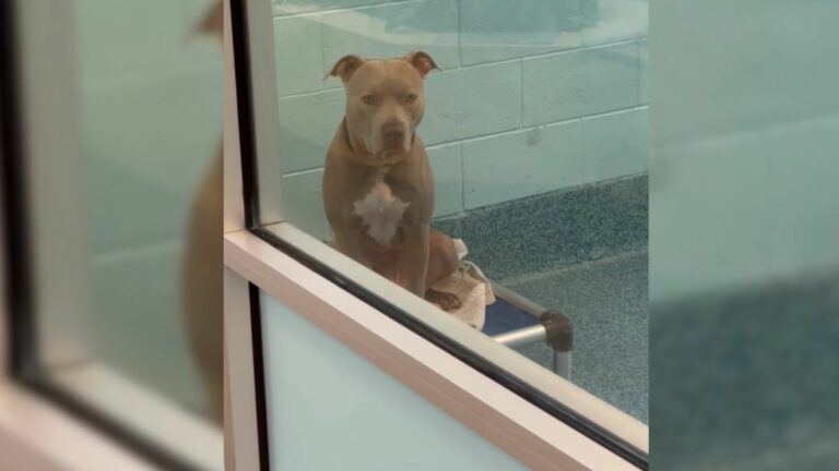 sweet brown dog