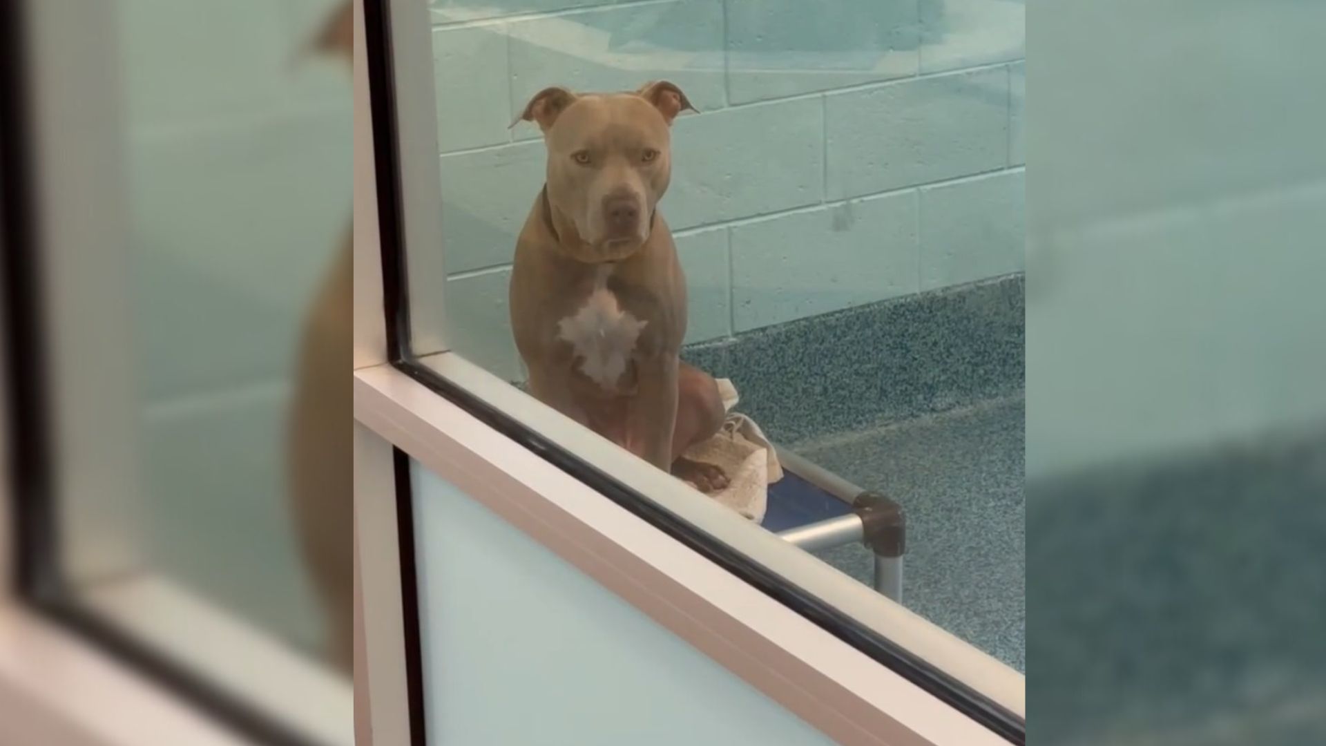Intimidating’ Dog Spends 785 Days At Florida Shelter, Hoping For A Chance