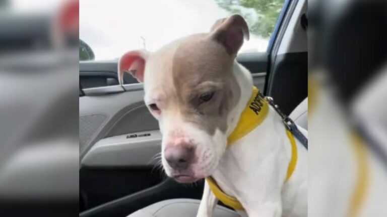 The Dog Sank When She Realized She Was Returning To The Shelter