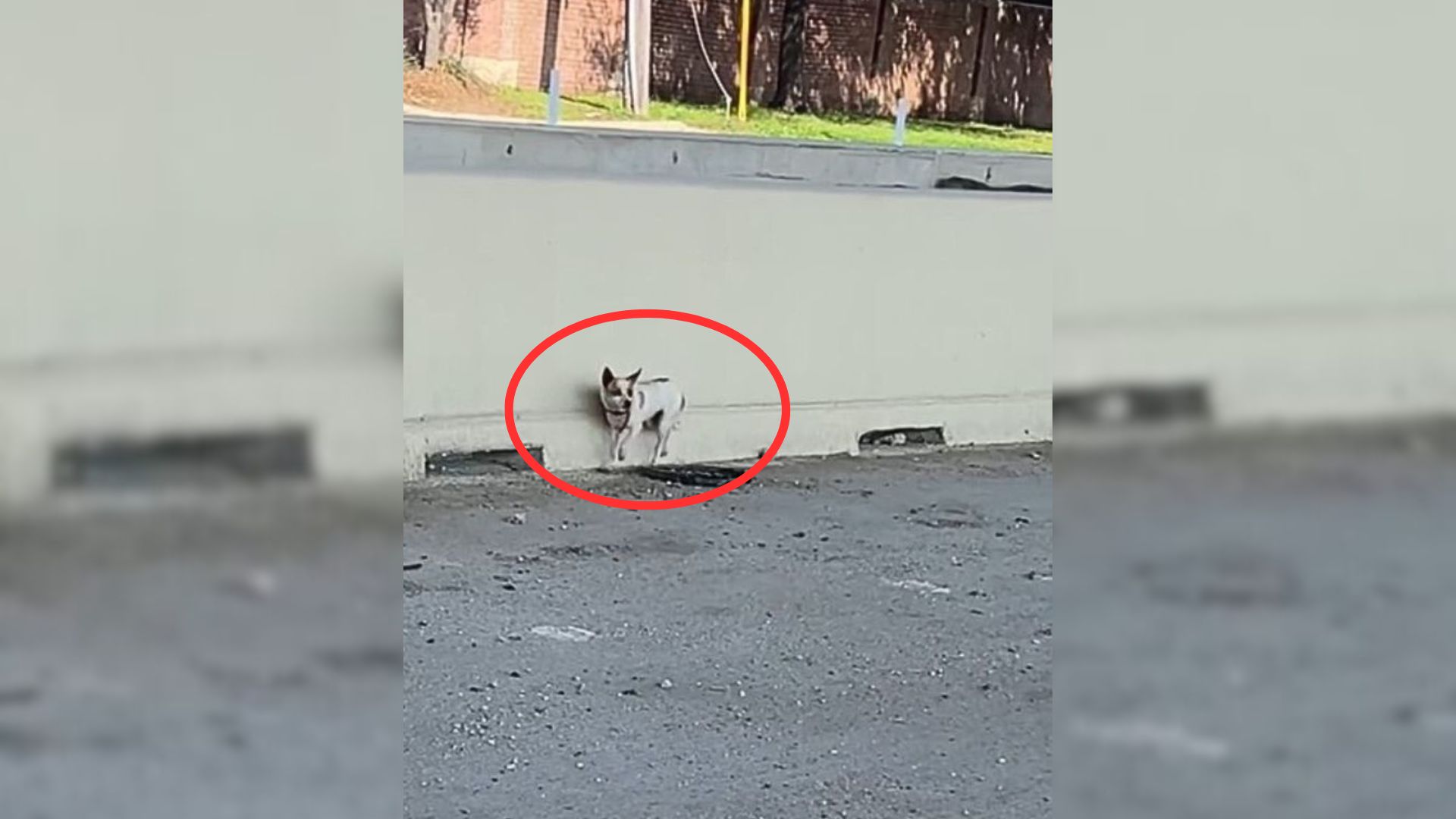 Rescuers Shocked To Find Scared Abandoned Furry Creature Near Highway