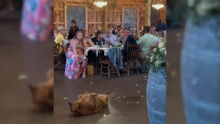 The Furry Fellow Crashes The Wedding