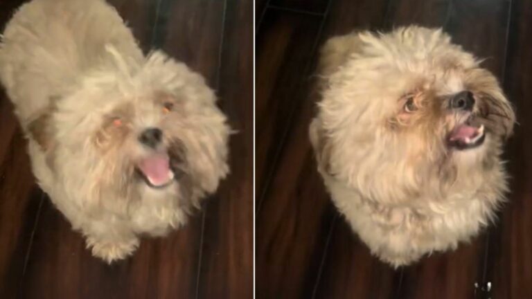 small white dog