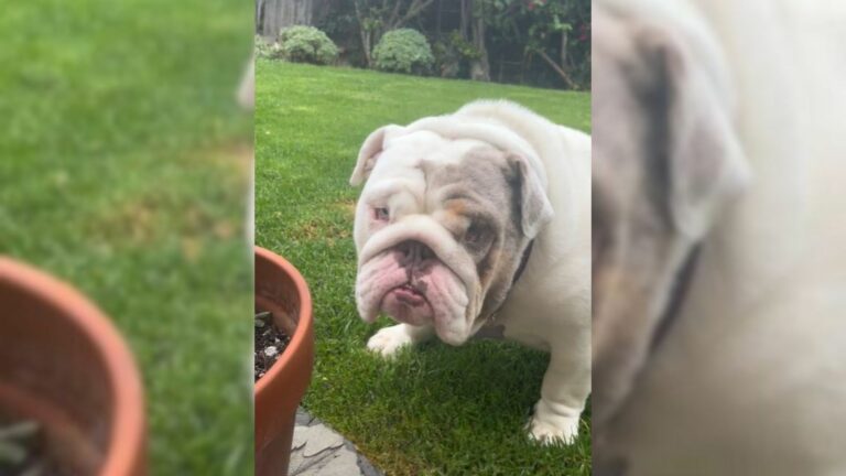 The Owner Wanted To Euthanize His Obese Bulldog