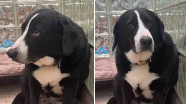 sad abandoned dog