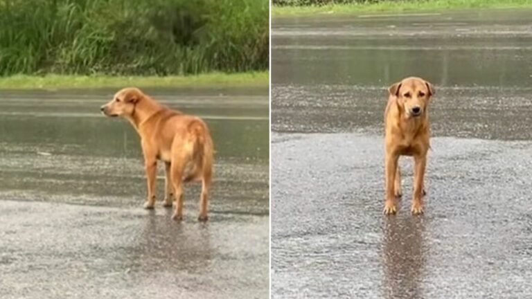 lonely pup on rain