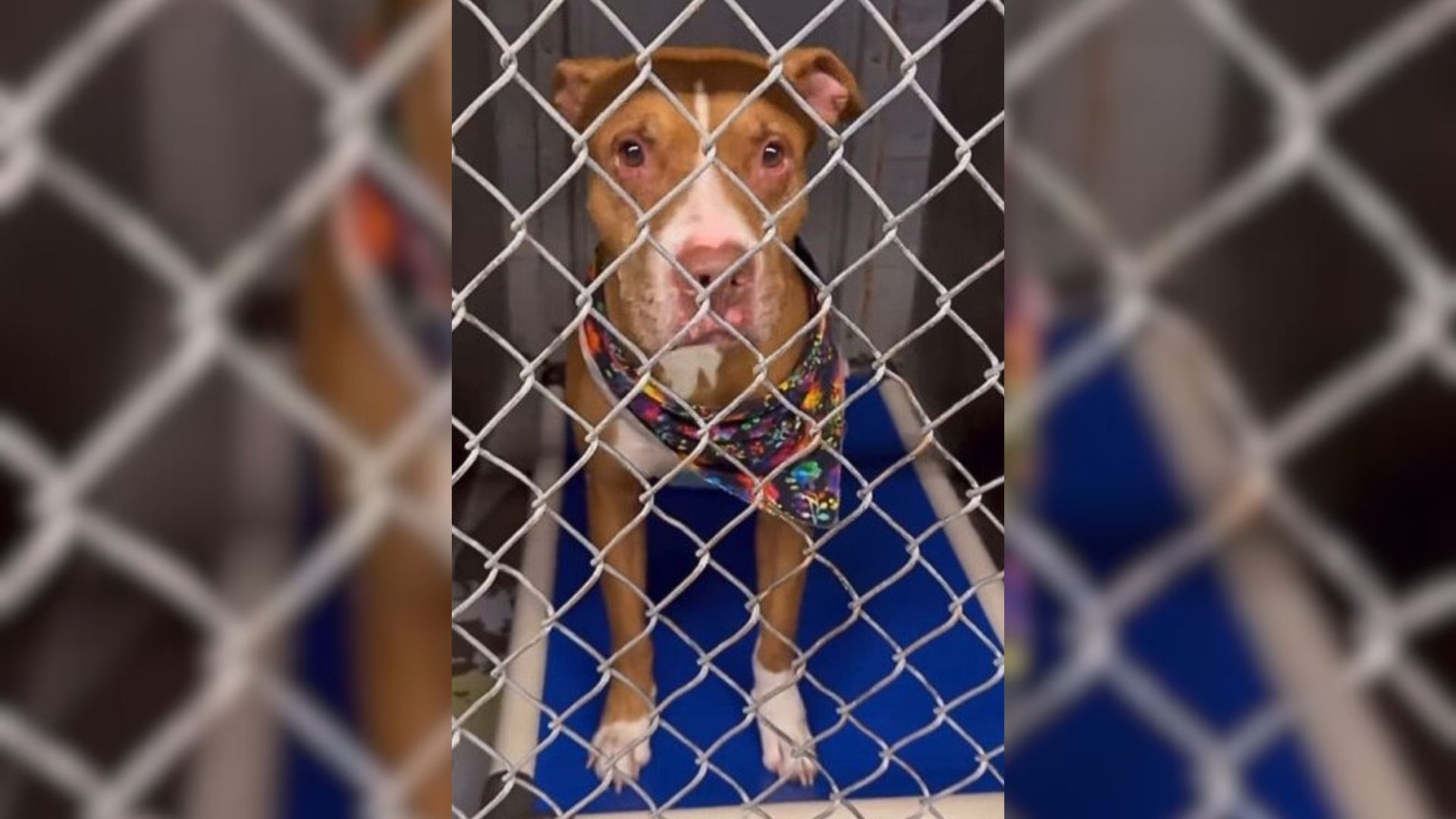 Pup Who Was Almost Euthanized At Shelter In Arizona Rejoices When He Is Finally Adopted